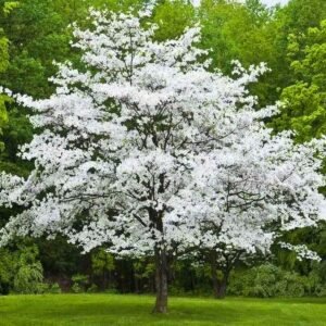 Dogwood Flower Seeds (Non-GMO)